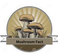 Discovering the world of Mushrooms