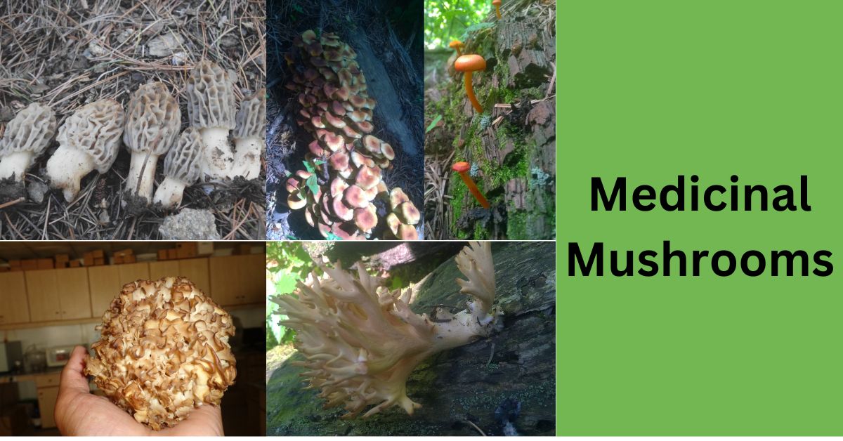 Medicinal Mushrooms